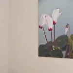 Cyclamen *